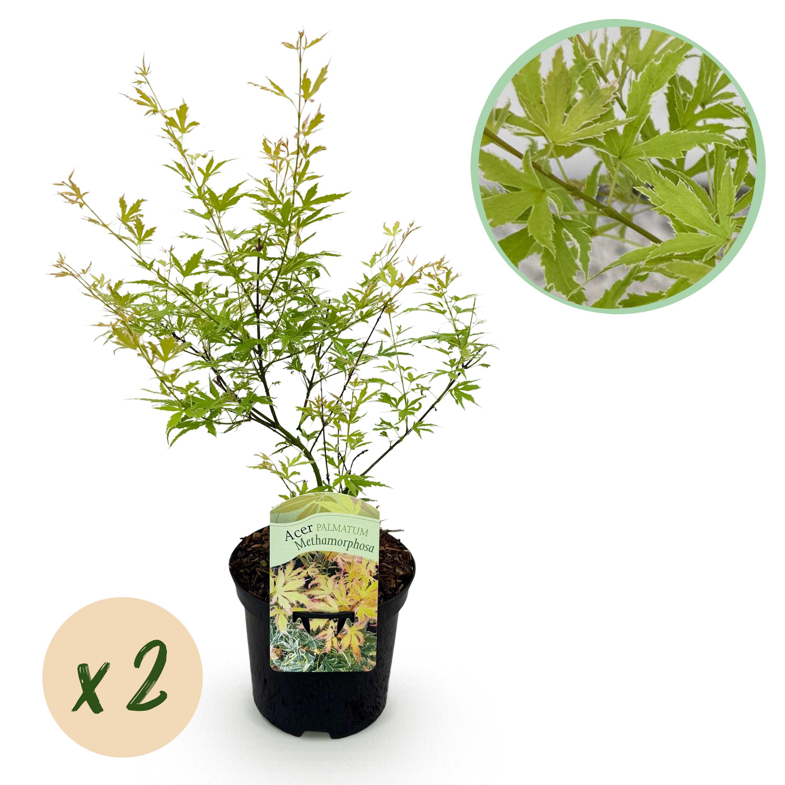 Green boutiQ Klon Japoński Acer palmatum Methamorphosa – 2 rośliny – Doniczka 19 cm – Wysokość 70 cm