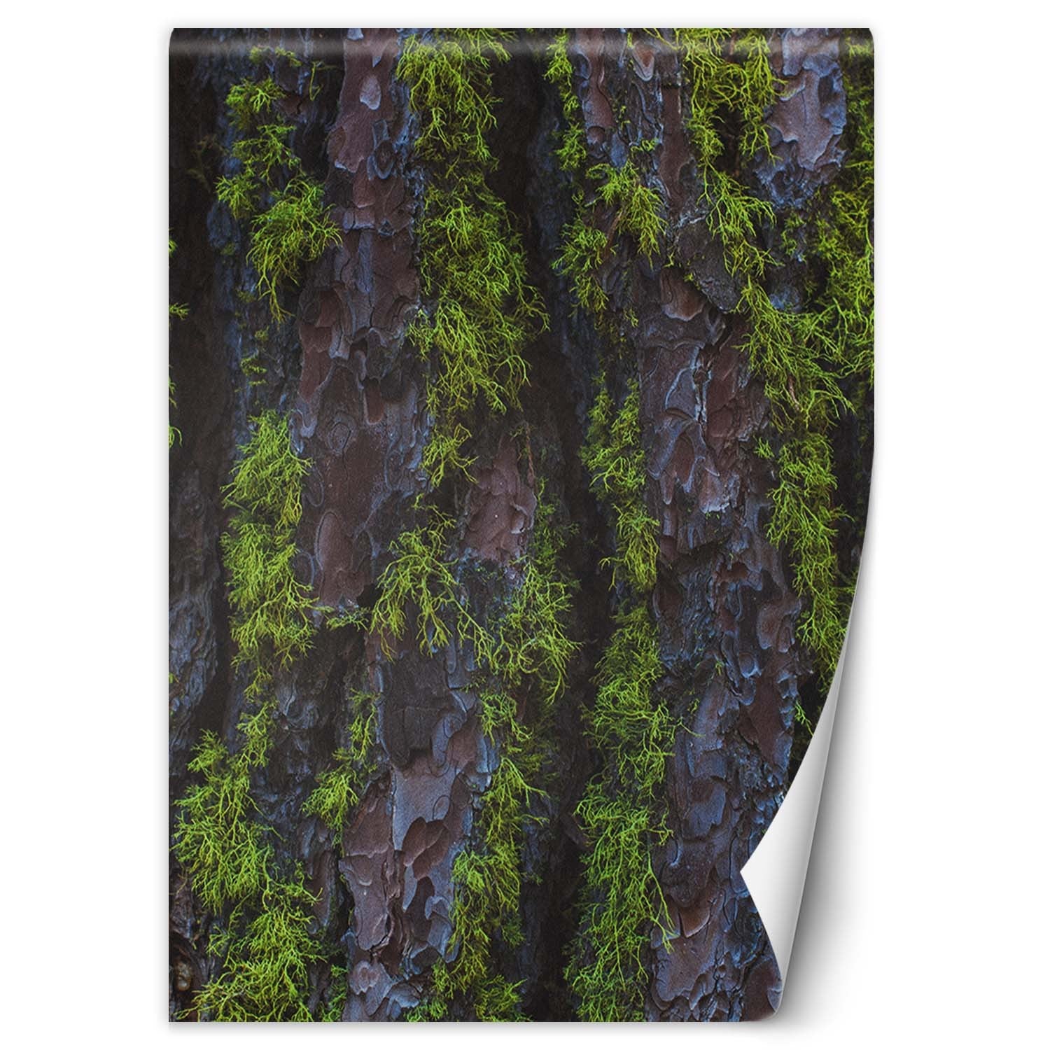 Fototapeta, Drzewo mech 100x140