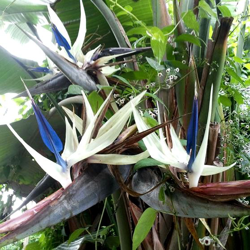 grosse pflegeleichte zimmerpflanze Ficus Benghalensis Zimmerpflanze 200cm online kaufen