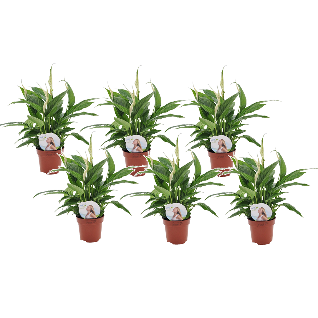 POWERS TO FLOWERS - Spatifillo 2 Piante In Vaso Ceramica Rustico, Spathiphyllum 12 Cm, Piante Vere Purificatrici D'Aria - 5