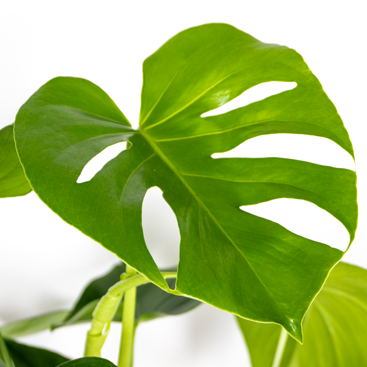 Monstera Deliciosa - Monstera - Plantes d’intérieur - Dépolluante - H. 70-80 cm - P. 21 cm - 3