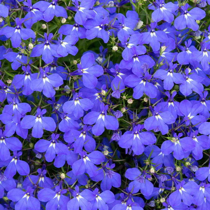 8000 graines de lobélia, faciles à cultiver, Graines de fleurs avec engrais, Graines de couvre-sol de fleurs sauvages, pour balcons, pots et bordures - 3