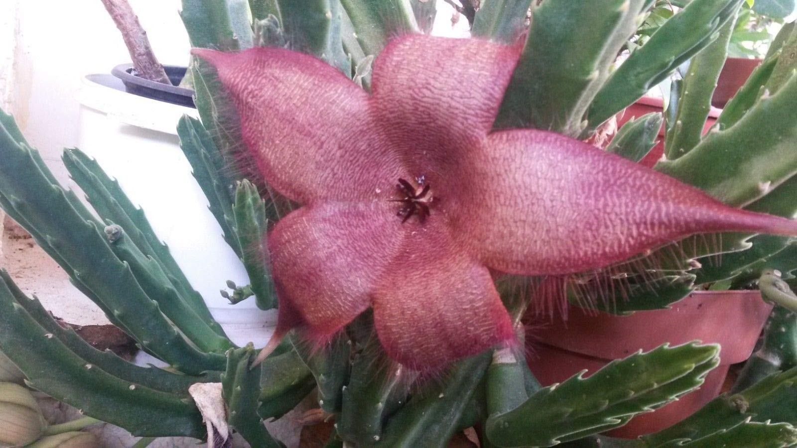 Talea Radicata Di Stapelia Variegata - Pianta Grassa Succulenta Con Foto Fiore
