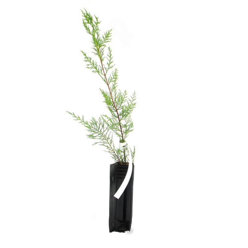 Cyprès de Leyland (Cupressocyparis leylandii) - Godet - Taille 20/40cm - Pépinières Naudet - 2