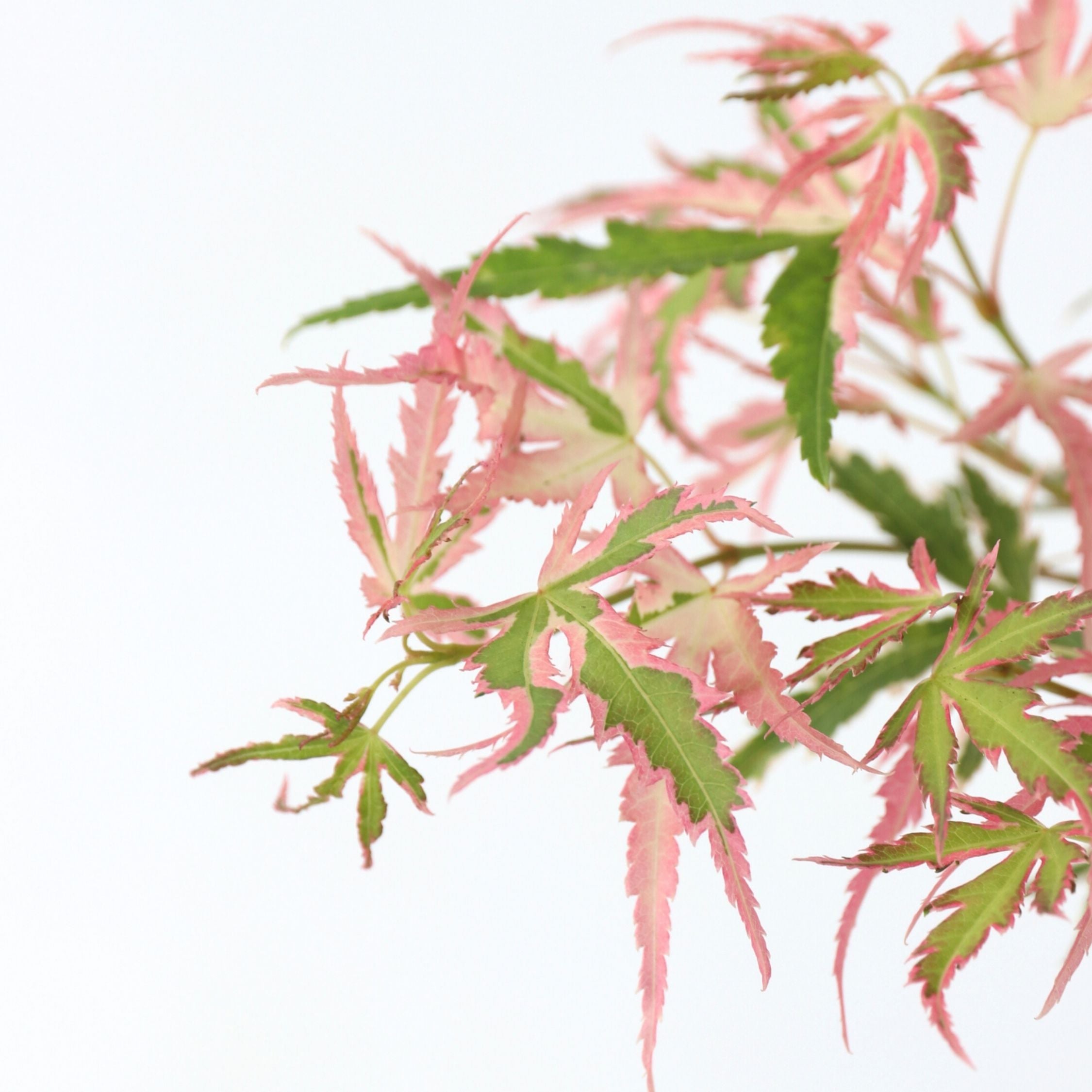 Érable du Japon - Acer palmatum 'Taylor' - Hauteur 50-60cm - ⌀19cm - 5