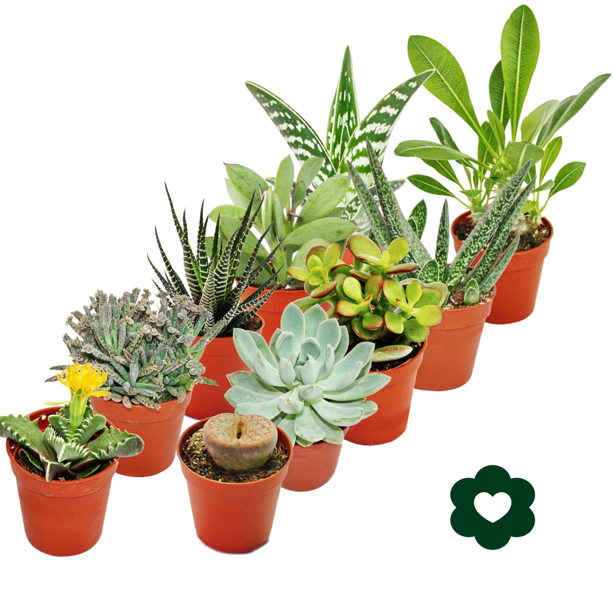 10 succulents différents 5,5cm pot dans un ensemble - 2