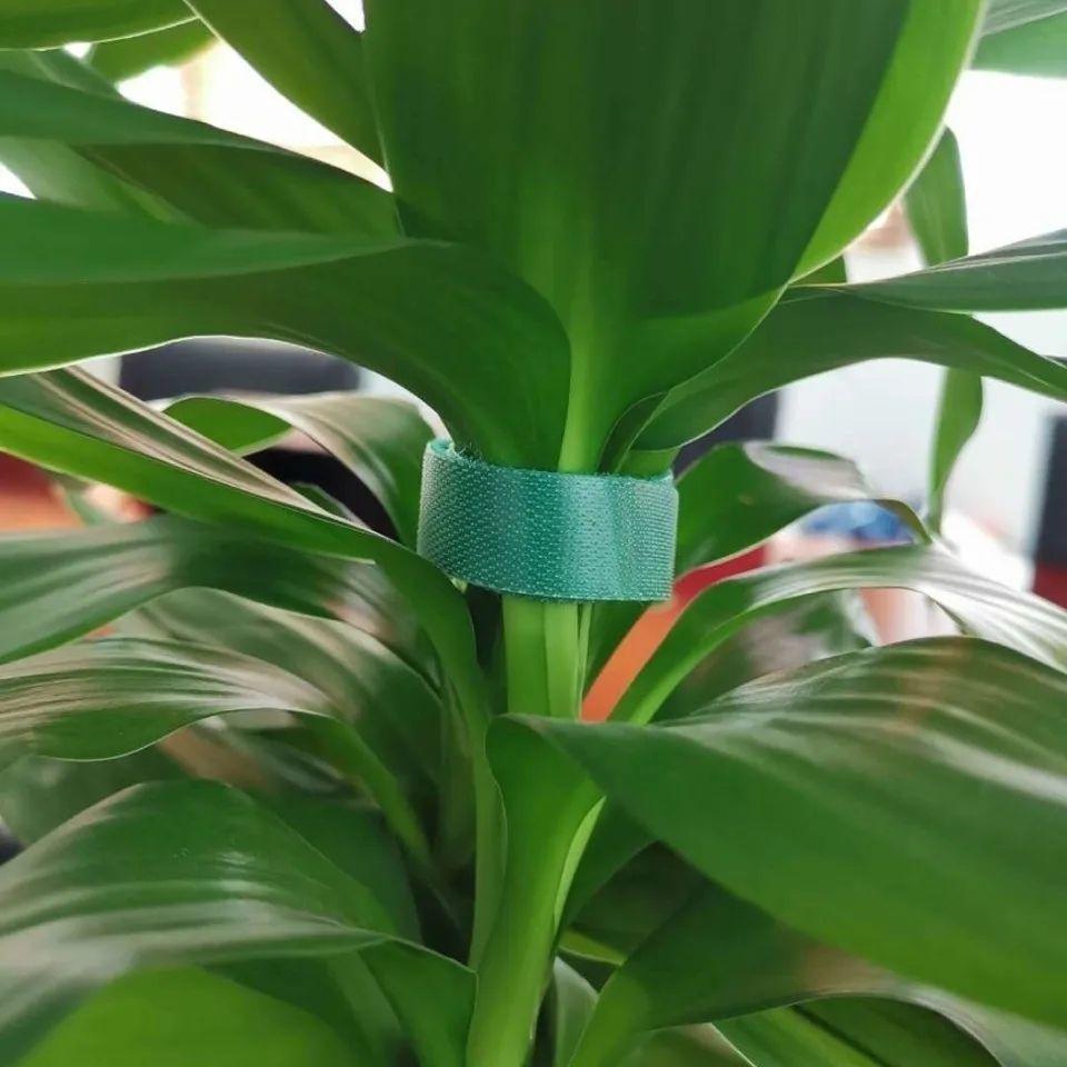 Lot de 4 sangles Velcro vertes de 25 mm x 2 mètres pour fixation de plantes - 2
