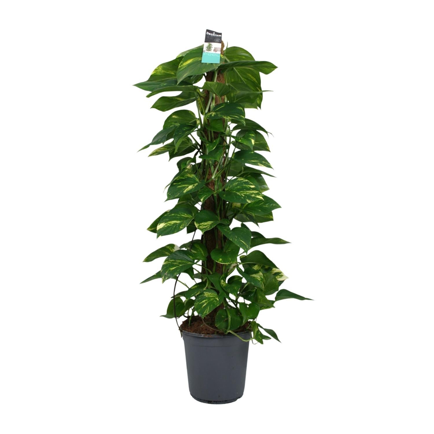 Roślina Scindapsus (Epipremnum) doniczka Ø24cm wysokość 120cm – Pnącze dekoracyjne z liśćmi w kształcie serca łatwe w pielęgnacji