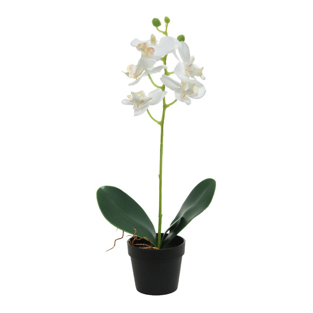 ORCHIDEA IN VASO H.25 ASS.3 COLORI - 2