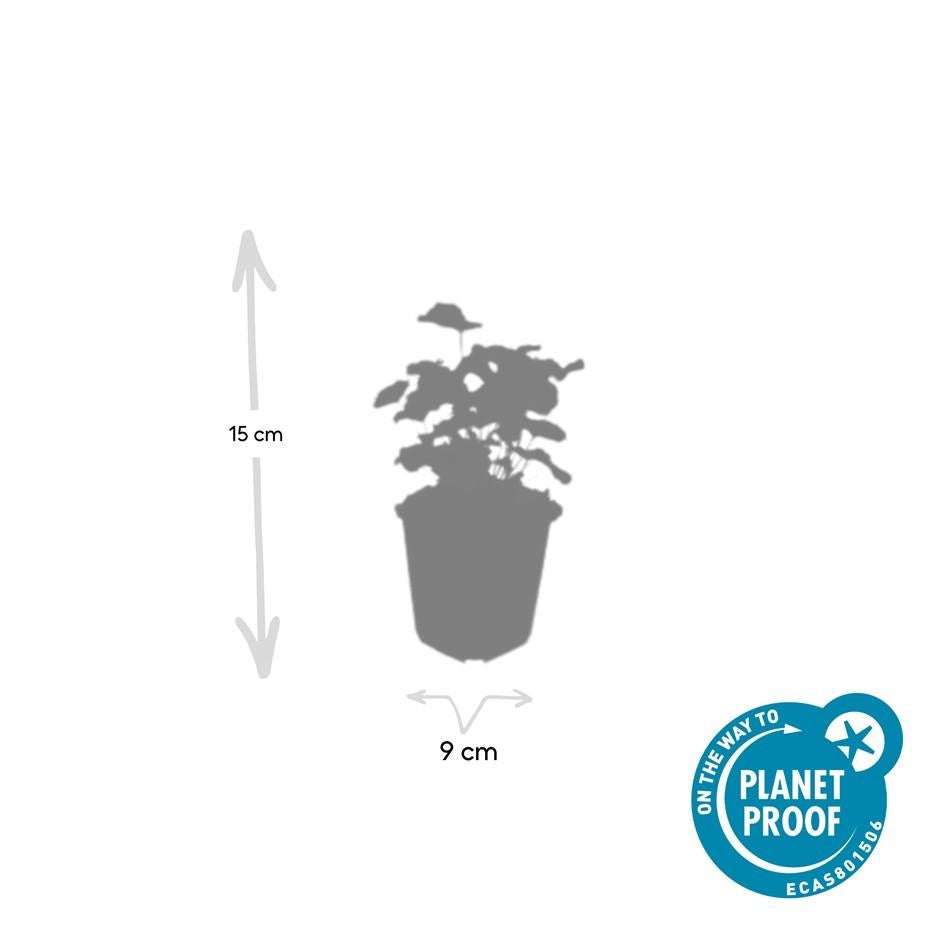 24x Plante Alchemilla mollis - ↕10-25cm (hauteur) - Ø9cm (diamètre)– ComfortXL Green - 4