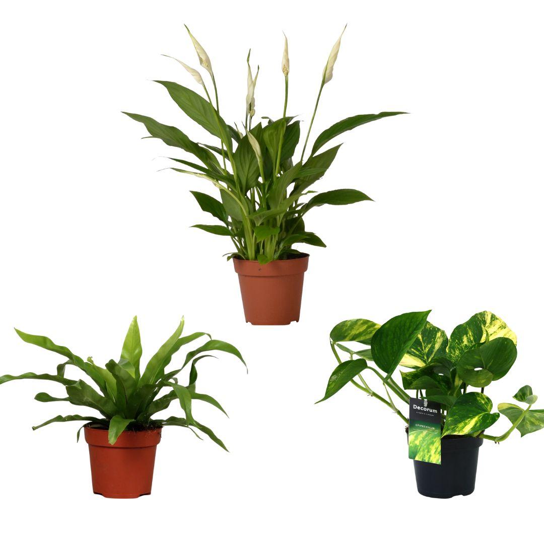 Zestaw roślin oczyszczających powietrze 3 szt - Asplenium, Spathiphyllum, Epipremnum - Ø12cm - H20/45cm
