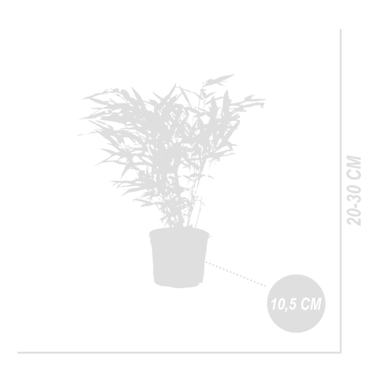 Lot de 3 - Fargesia rufa - Bambou non traçant - Persistant - 20-30 cm de haut - Pot 10 cm - 7