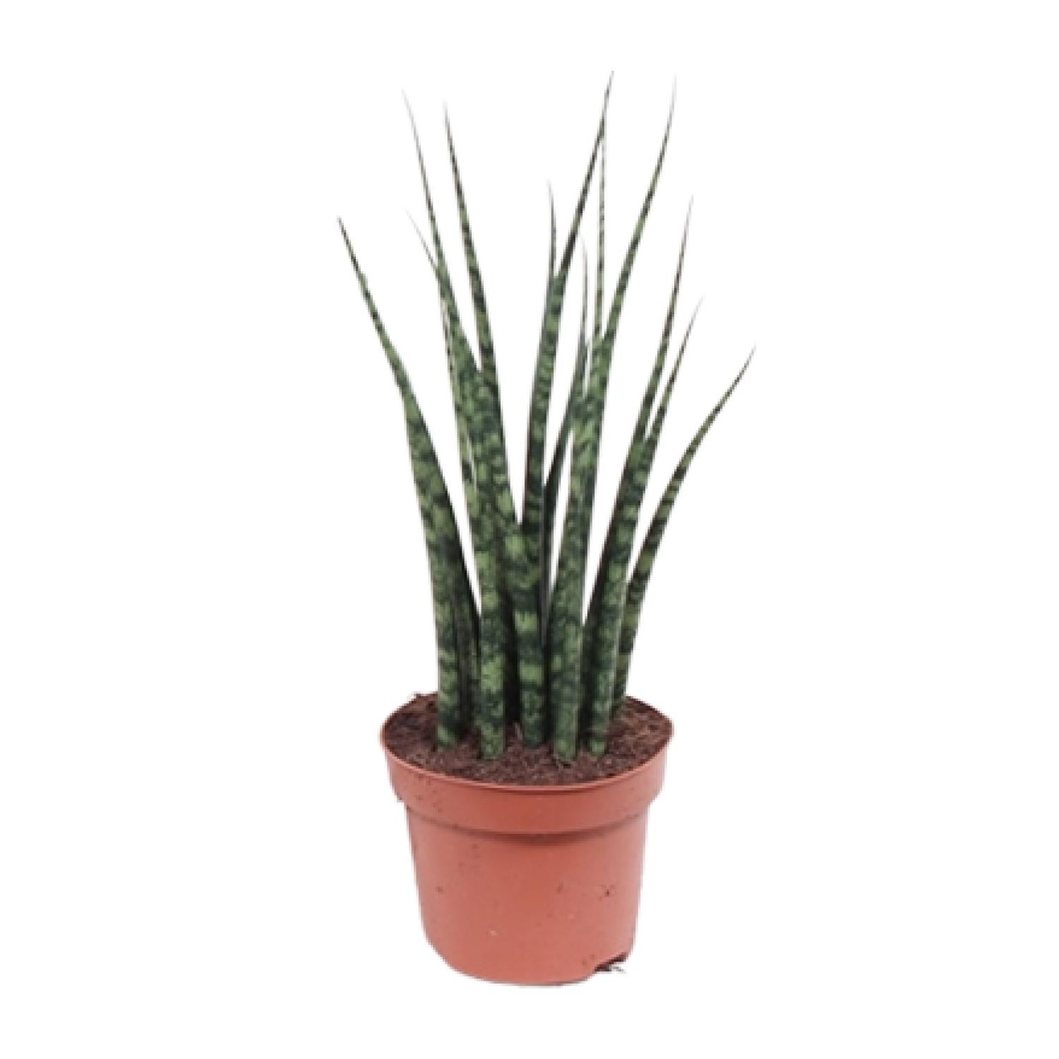 Sansevieria Fernwood Mikado - Język teściowej - Doniczka Ø12cm - Wysokość 40cm - Roślina doniczkowa