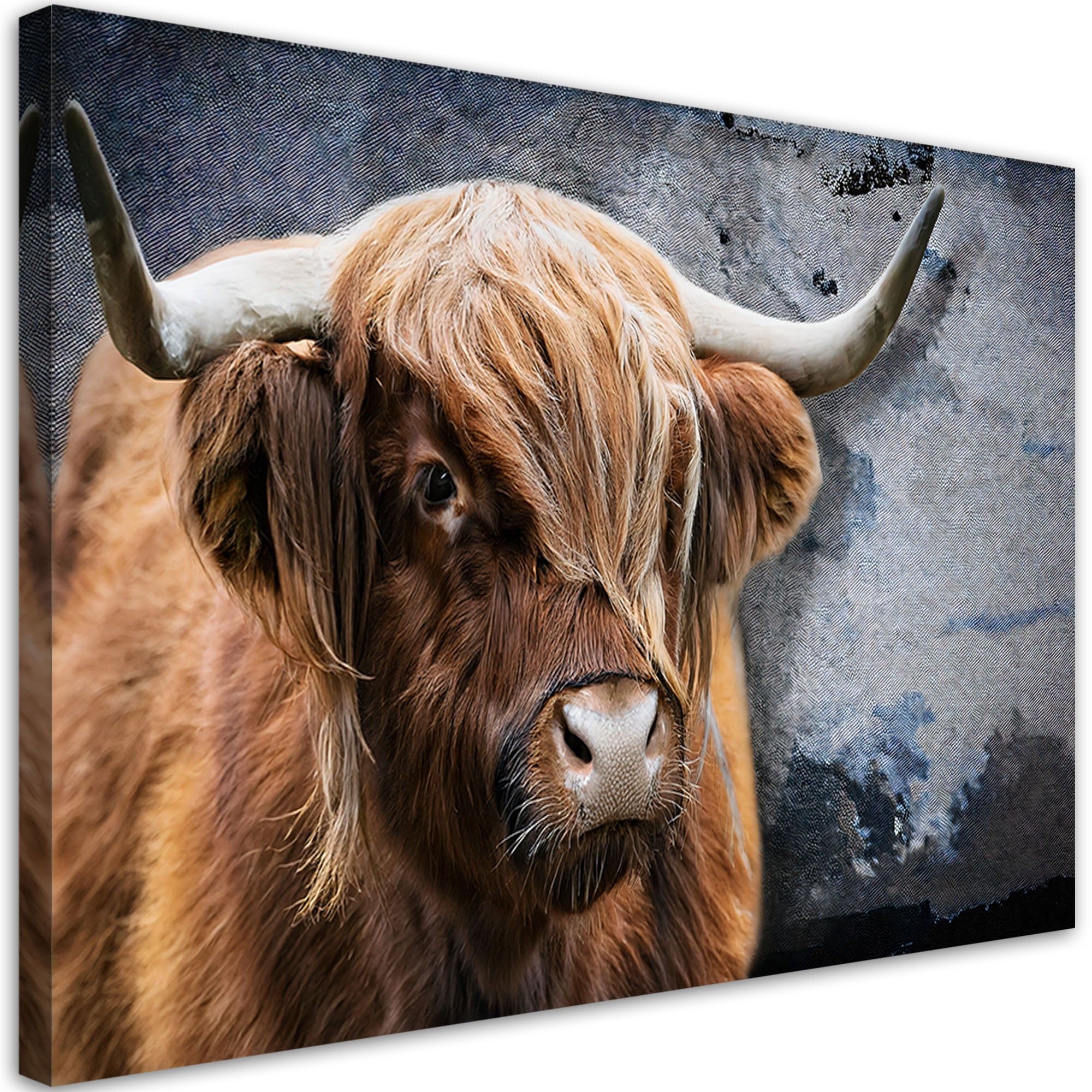 Obraz na płótnie, Krowa Szkocka Zwierzeta Natura 60x40