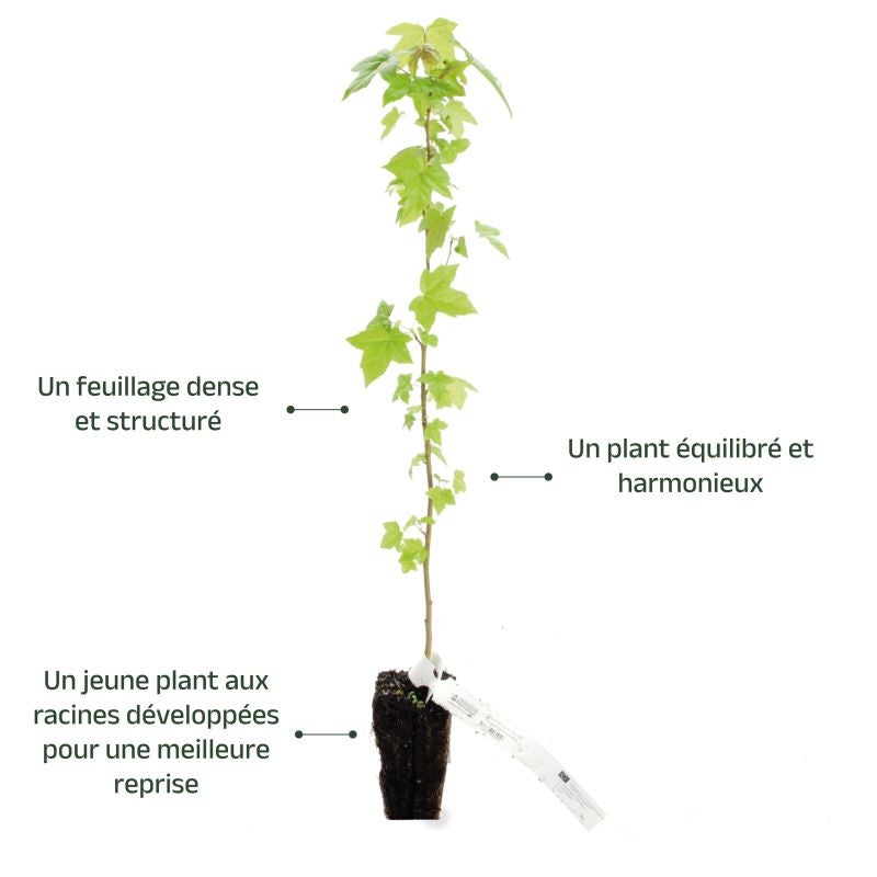 Copalme d'Amérique (Liquidambar styraciflua) - Godet - Taille 20/40cm - Pépinières Naudet - 4