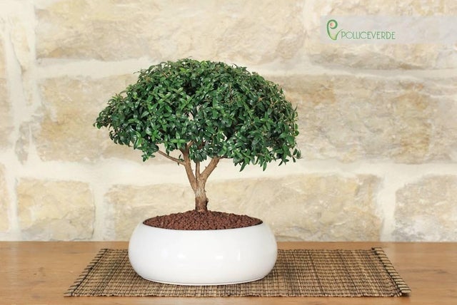 Bonsai vero al miglior prezzo | Leroy Merlin