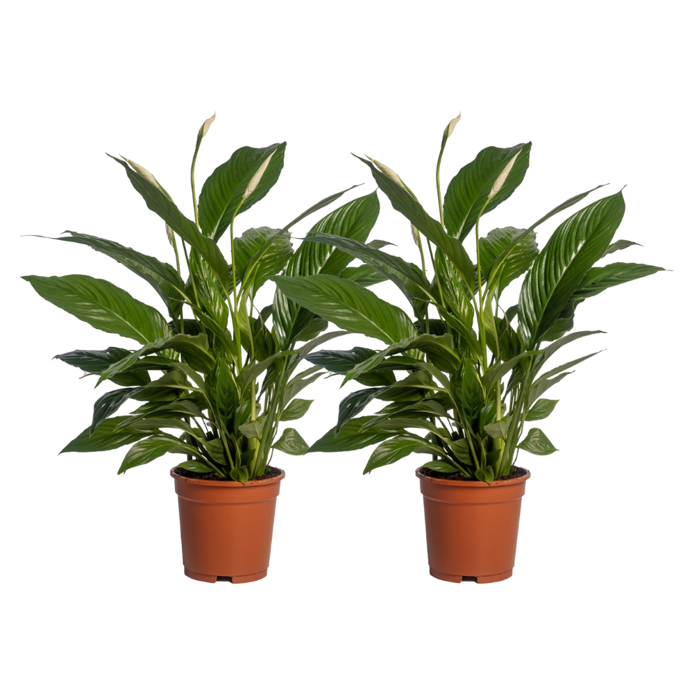 Spathiphyllum Vivaldi - 2 rośliny doniczkowe z białymi kwiatami - Doniczka Ø17cm - Wysokość 70cm