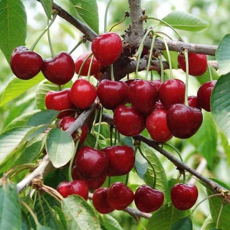 Semi Di Ciliegio Colonnare Ornamentale – Varietà Rara, Resistente, Per Giardino E Balcone, Confezione Da 35 Pezzi