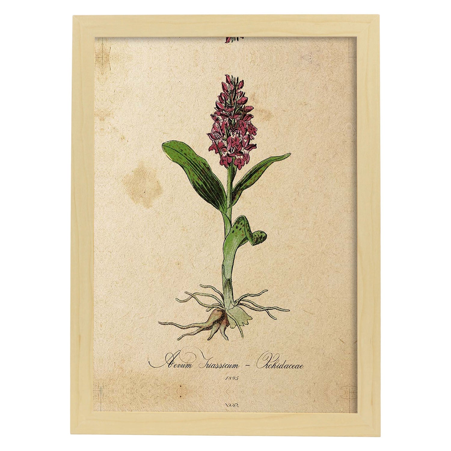 Lamina para enmarcar orquidea poster con imagenes de la naturaleza lamina botanica láminas folio para enmarcar 21x297cm marco blanco - a3