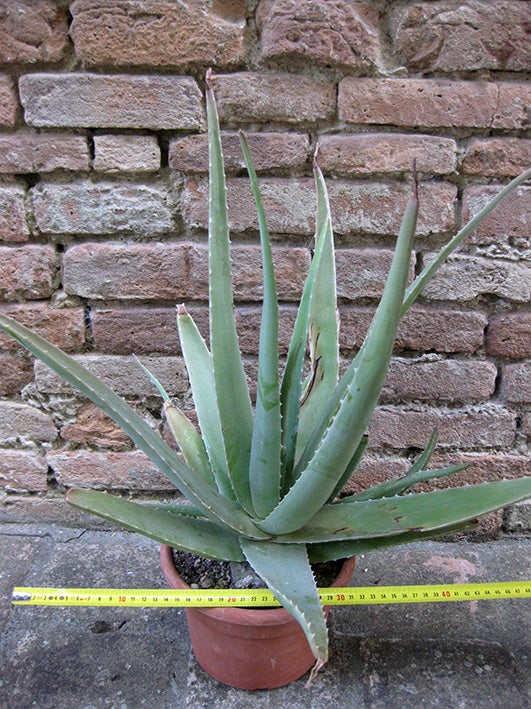 is aloe vera juice good for health Aloe Vera Juice – Dynamic Health main image 0
