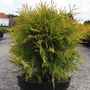 4ever goldy thuja Forever Goldy Arborvitae