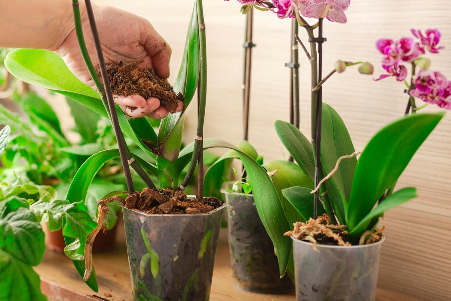 R&R SHOP – Terreau professionnel CE pour orchidées, matières premières exclusivement européennes, autorisé en agriculture biologique (3L) - 2