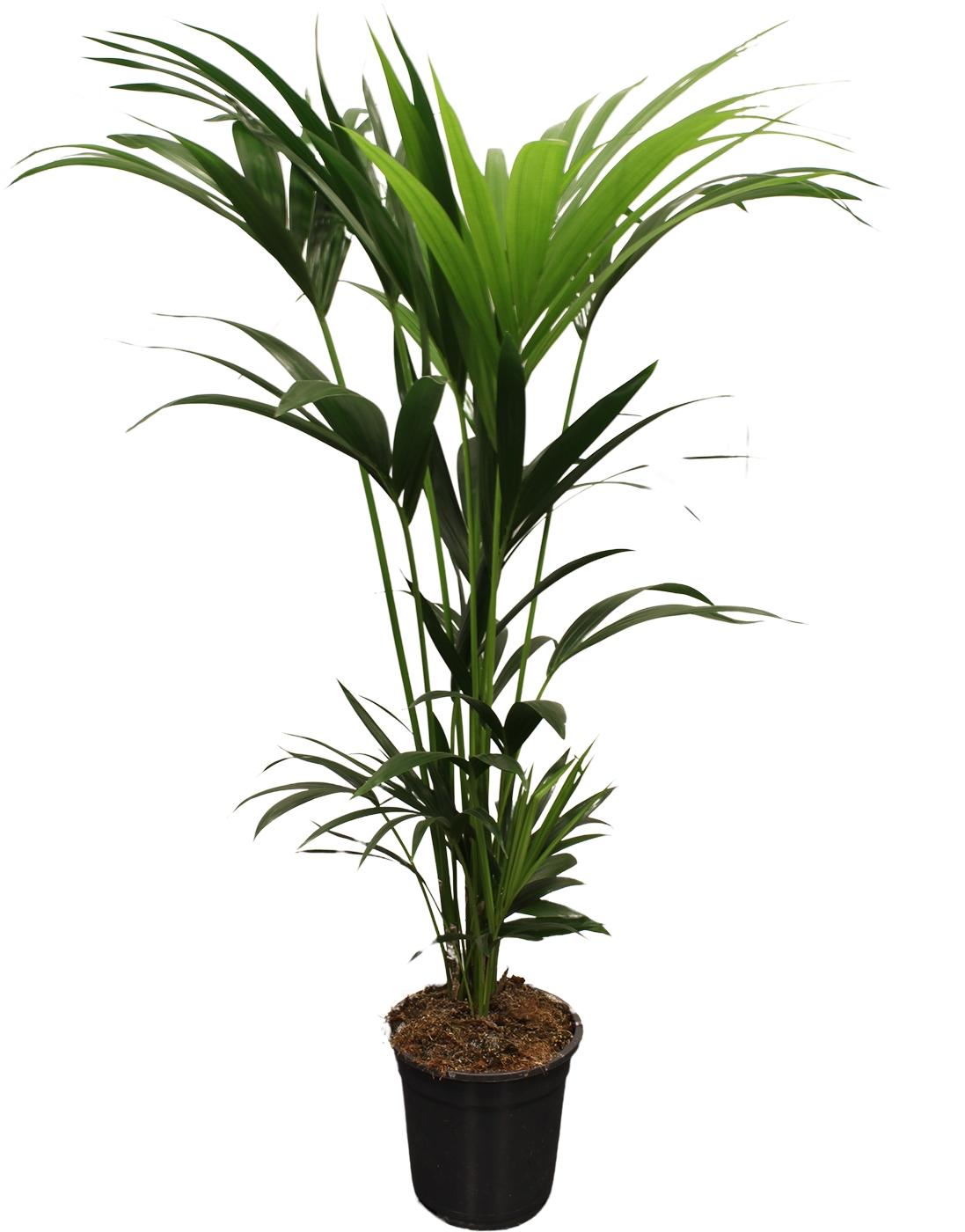 Howea Forsteriana Kentia 5 Pędów Ø21cm - 120-140cm - Elegancka Palma Wewnętrzna