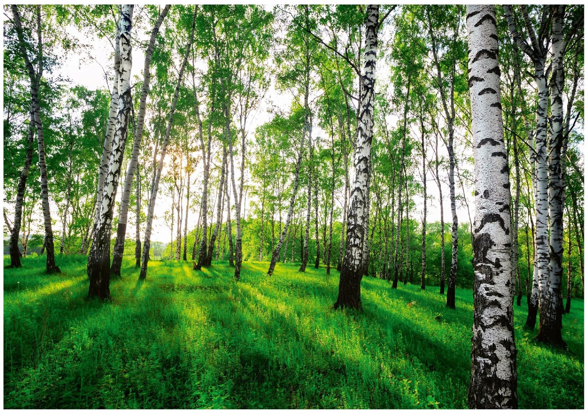 Fototapeta Las Brzozowy Brzozy Drzewa 350x250 cm Tapeta Do Sypialni Salonu Kuchni Na Flizelinie