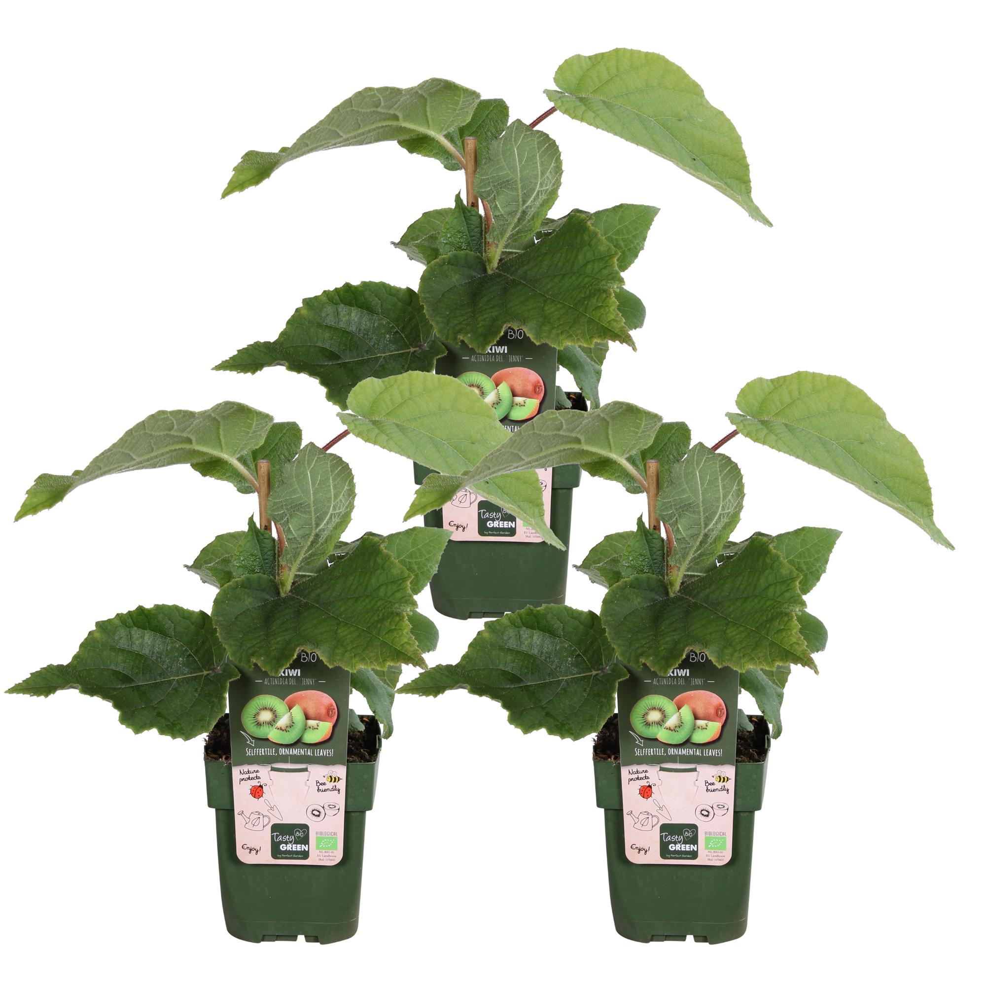 3x Actinidia deliciosa 'Jenny' H45cm – Kiwi samopylne, owoce zielone ekologiczne