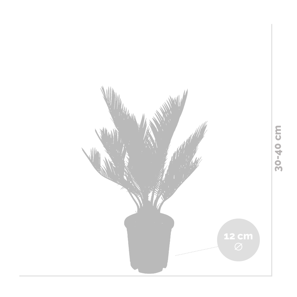 Lot de 2 - Cycas Revoluta - Palmier Sagou - Palmier d'intérieur - 30-40 cm de Haut - Pot 12 cm - 4