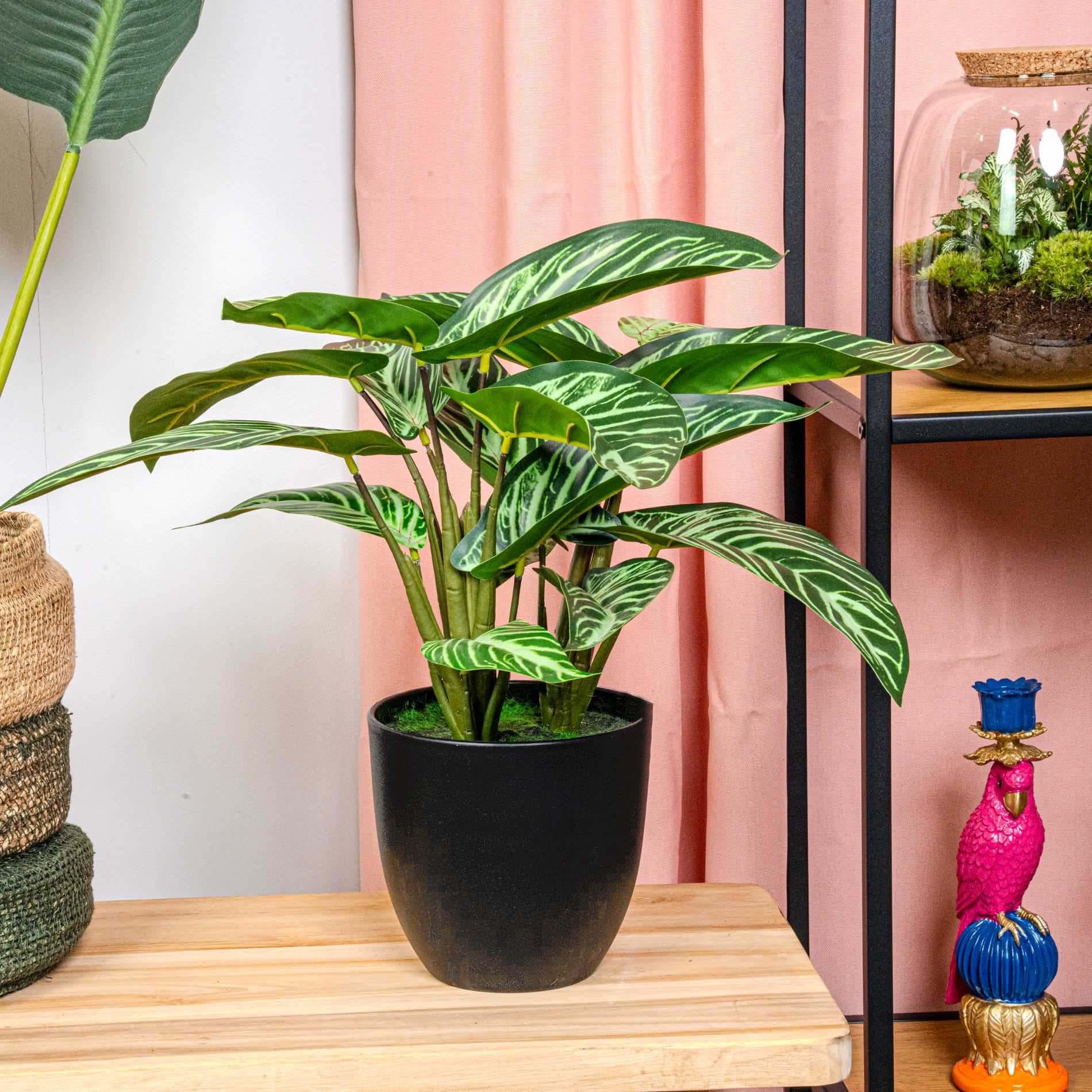 Sztuczna Calathea Zebrina - 42 cm - Czarna doniczka