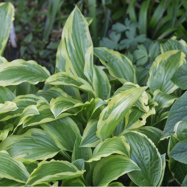 6 x Hosta - Hosta 'Ground Master' - godet 9x9 cm | Leroy Merlin
