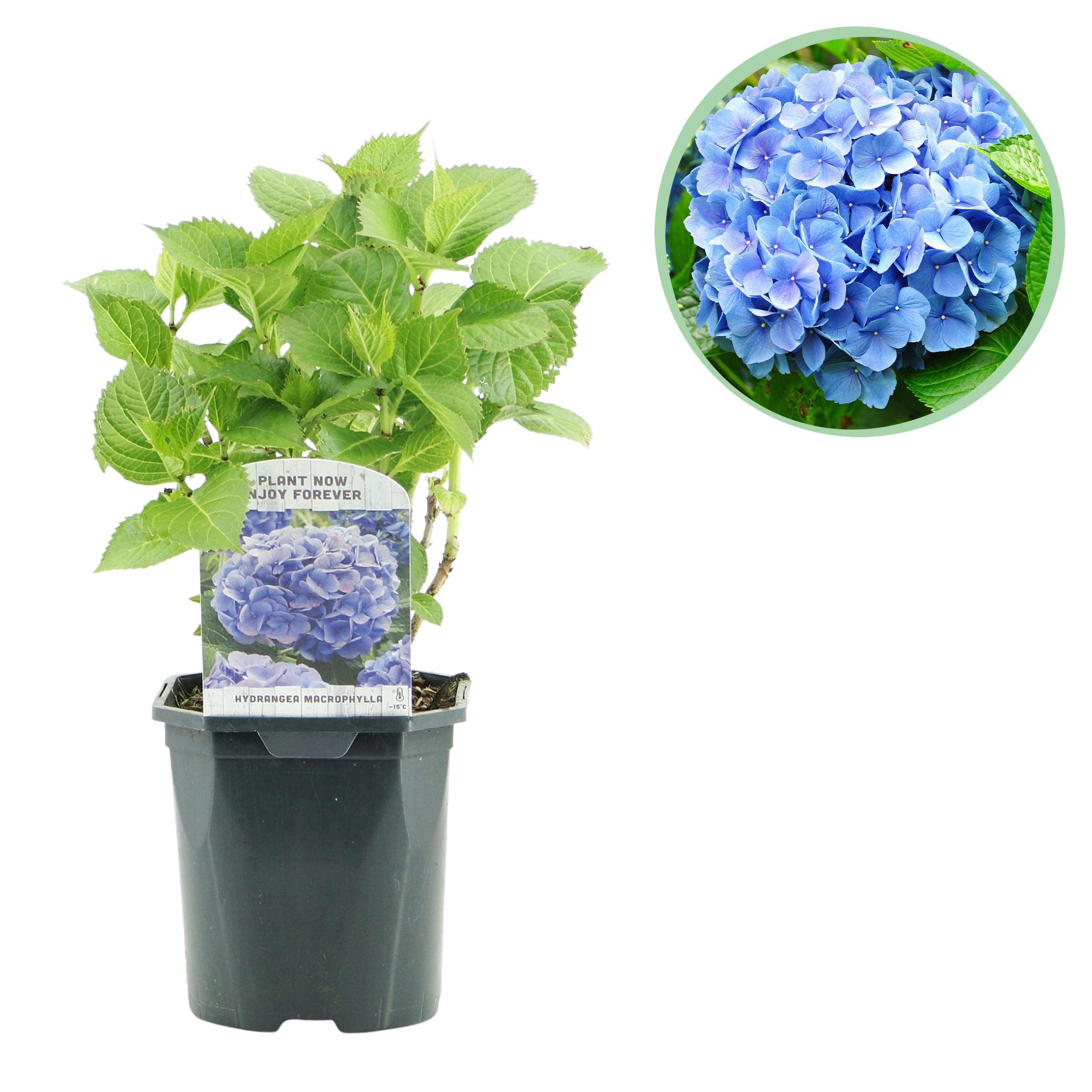 Hydrangea macrophylla niebieska – Hortensja o dużych kwiatach – 1 roślina – Liściasta – Mało wymagająca – Doniczka 17 cm – Wysokość 30 cm
