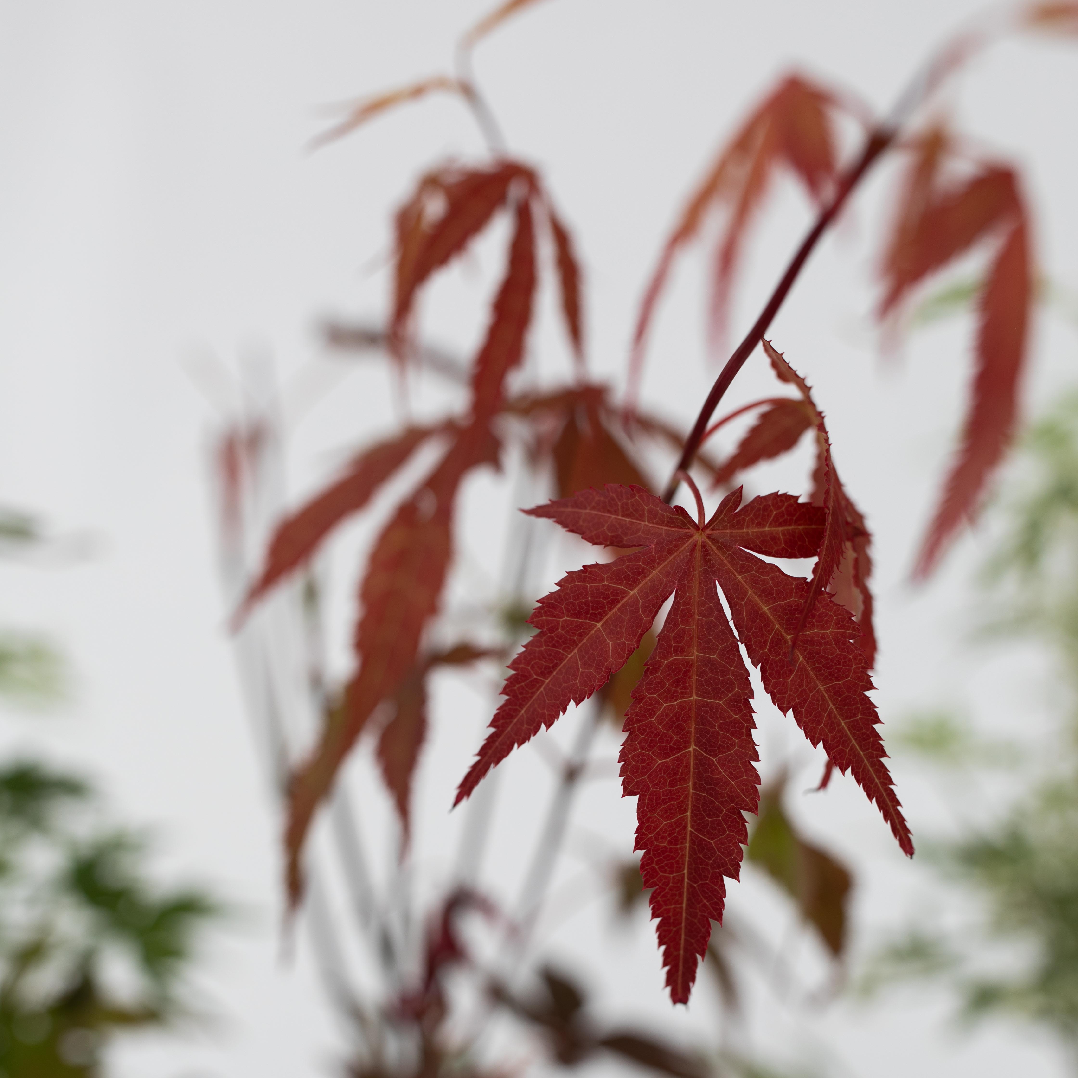 Érable du Japon - Set de 4 - Acer palmatum - Hauteur 25-40cm - ⌀10,5cm - 4