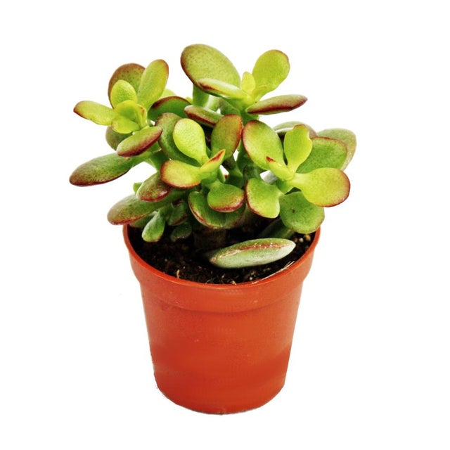 Yardenfun Lot De 10 Soucoupes Pour Pots De Fleurs – Petits Plateaux Rondes En Plastique Café Pour Plantes Succulentes Et Bonsaïs
