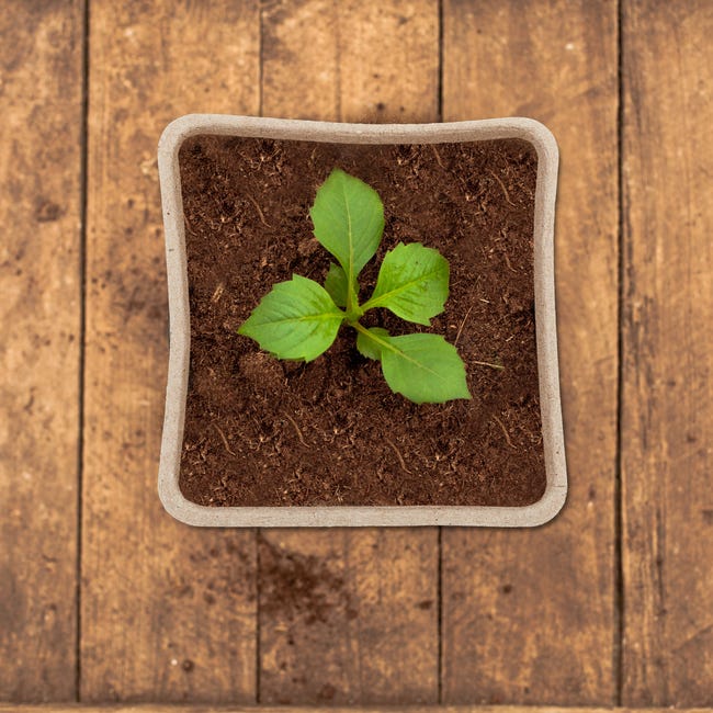 Set Di 10 Vasi Per Semi In Fibra Biodegradabile Vasetti Per Piantine - Foto 7