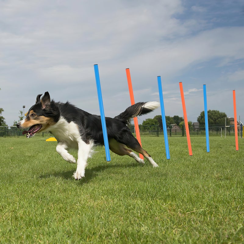 Agility sport pour chien set Agility pour chiens Agility Kit d'équipement tunnel slalom zone repos équipement complet set 5pcs - 5