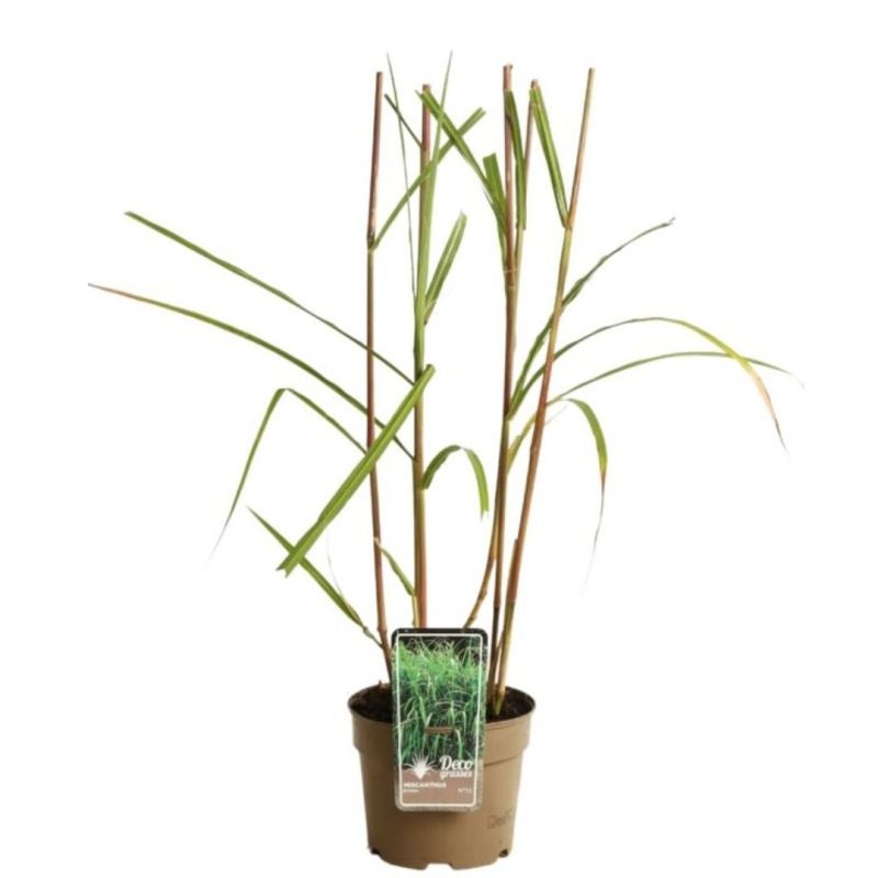 Miscanthus géant - Miscanthus giganteus 20/30 cm Pot 3L - 2