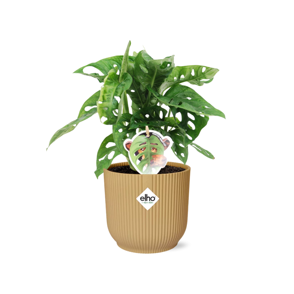 Monstera ‘Monkey Leaf’ w doniczce ELHO Vibes Fold 14cm żółta – Tropikalna roślina doniczkowa łatwa w pielęgnacji