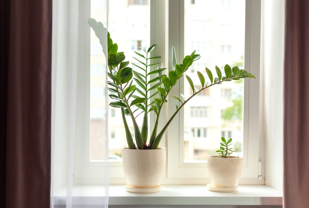 Zamioculcas Zamiifolia - Zamioculcas - Plante d’intérieur - Dépolluante - H. 50-60 cm - P. 17 cm - 2