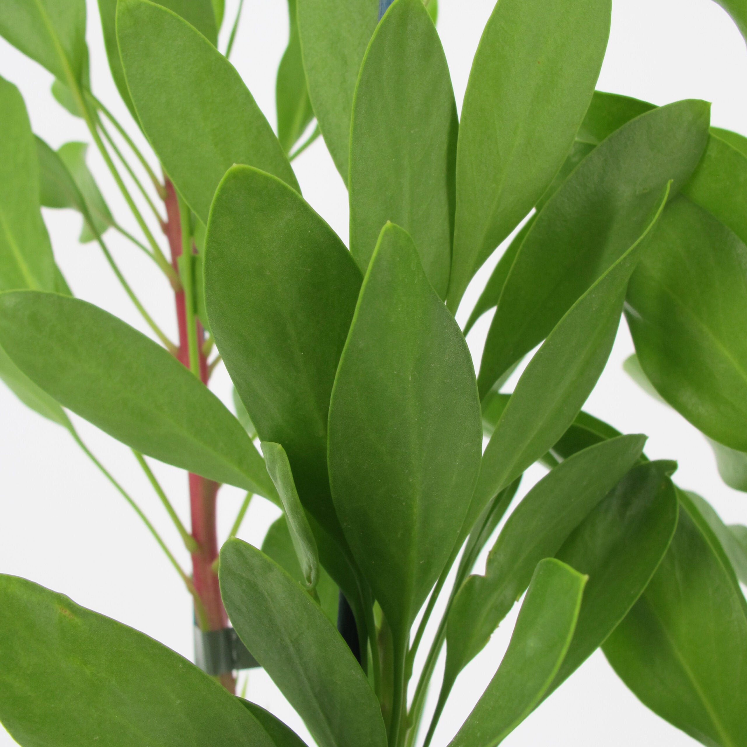 KENTIS - Protea 'White King' - Protea Plante Fleurie - Véritable Plante de Jardin Rustique d'Extérieur - H 50-60 cm Pot Ø 17 cm - 4