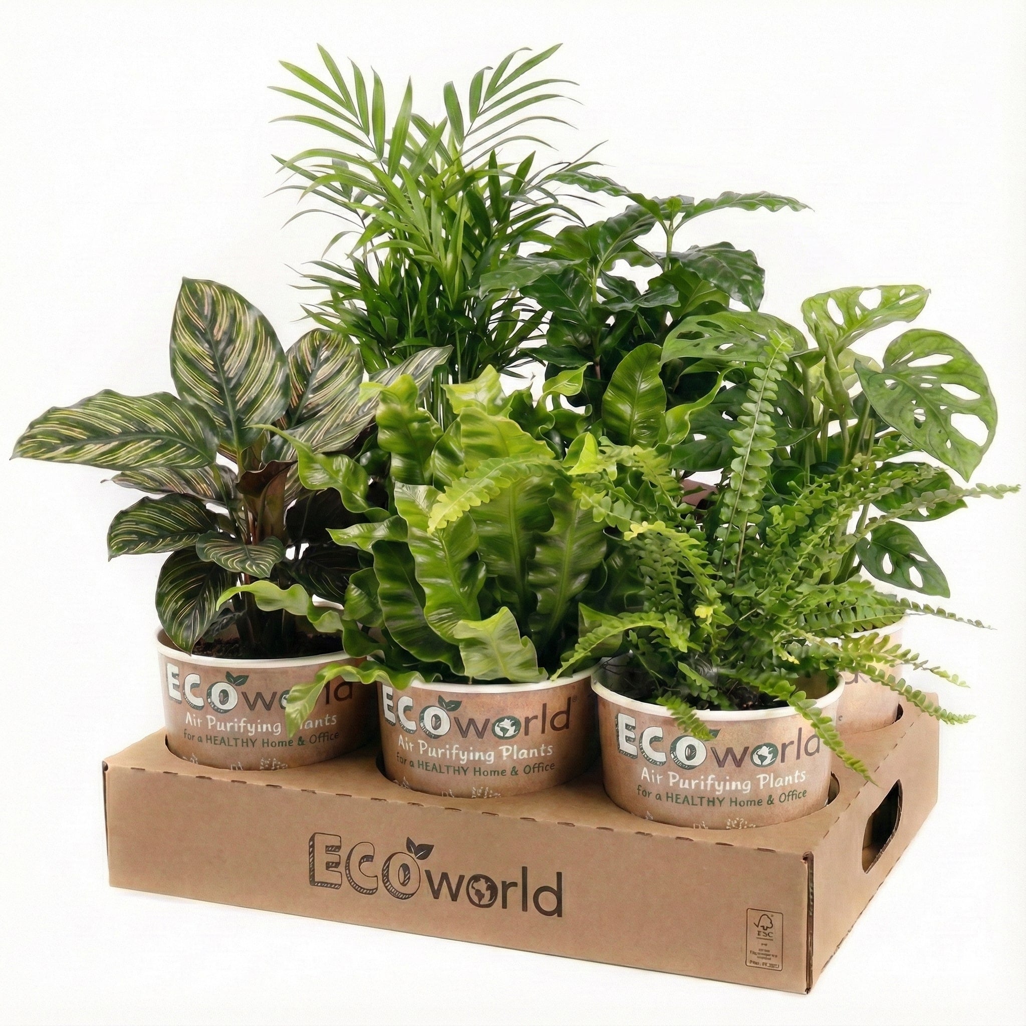 Plantes Purificatrices d'Air - 6 pièces - Ø12 cm - 30-40 cm - 7
