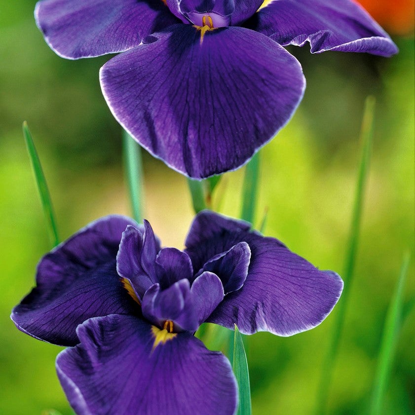 Lot de 3 - Iris Kaempferi - Iris du Japon - Violet - Plantes de bassin - H. 20-30 cm - P. 9 cm - 3