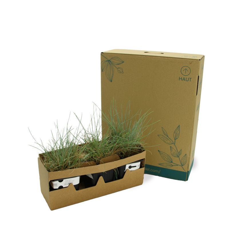 3 Fétuques Bleues (Festuca Glauca 'Azurit') - Lot de 3 graminées - Pépinières Naudet - 5