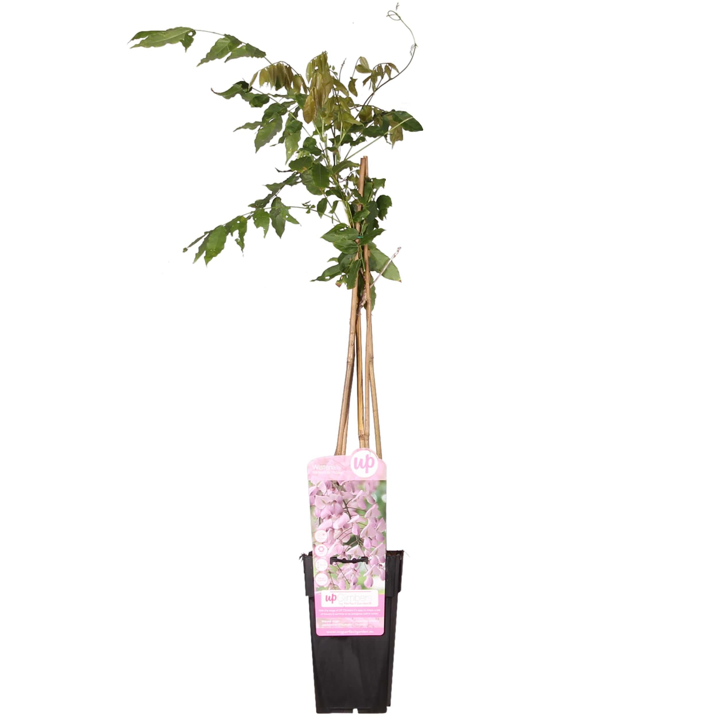 Wisteria floribunda 'Rosea' - Glicynia różowa - 15cm - 65cm
