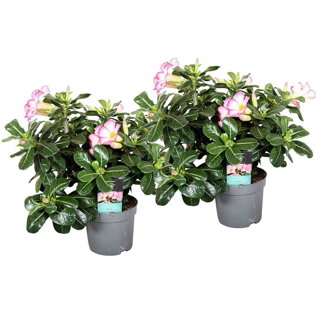 Adenium Obesum (Rose Du Désert) - Lot De 2 Plantes Exotiques En Pot 10,5cm, Hauteur 25-40cm - Plante Grasse Facile D'entretien