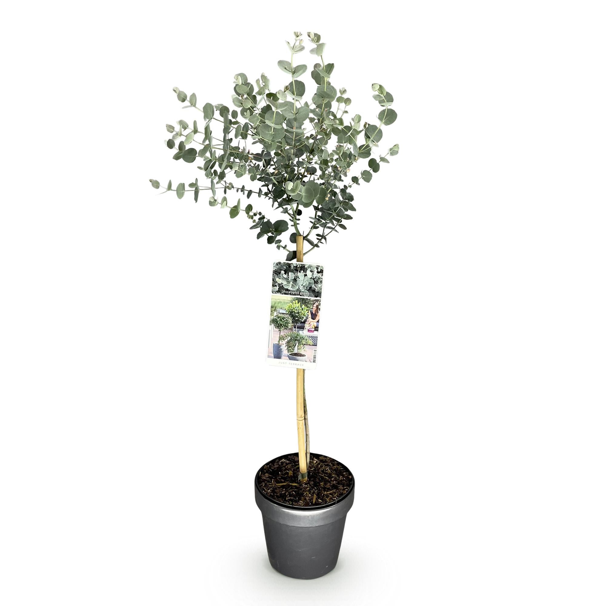 Pianta a stelo Eucalyptus gunni Azure terrazza fogliame grigio invernale vaso 19cm altezza 90cm– ComfortXL Green - 2