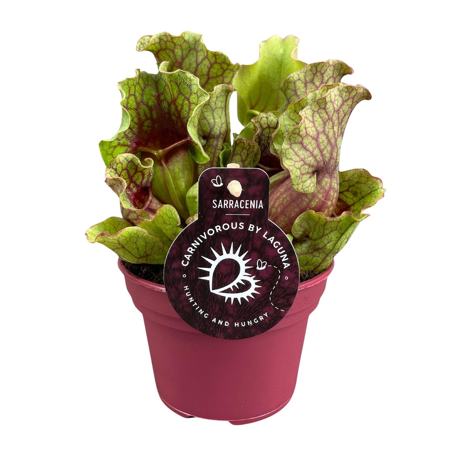 Sarracenia Roślina Mięsożerna – Ø12cm – Wysokość 20cm – Egzotyczna roślina doniczkowa