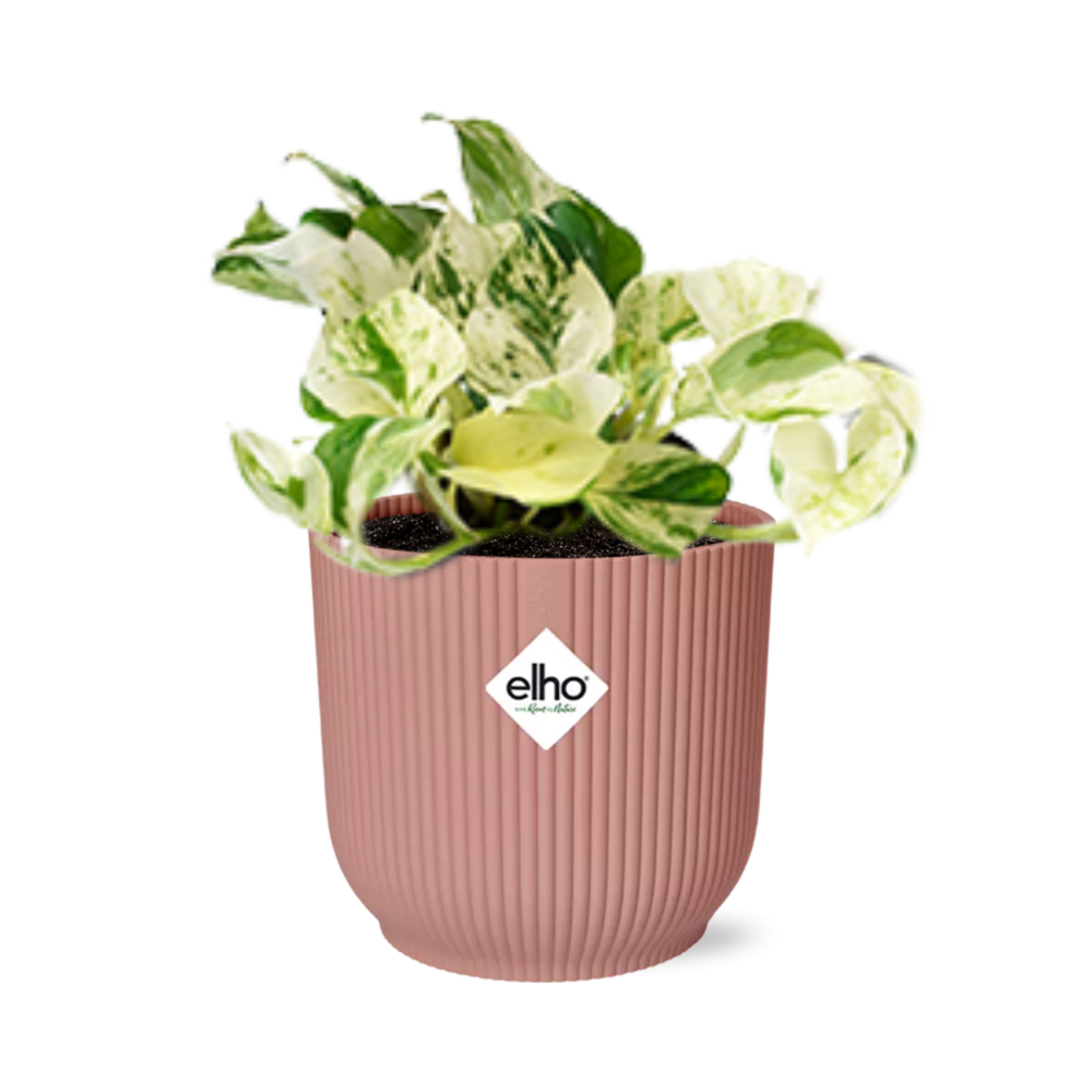 Epipremnum Pinnatum Happy Leaf w doniczce ozdobnej ELHO Vibes Fold Ø14cm Różowy – Roślina doniczkowa oczyszczająca powietrze