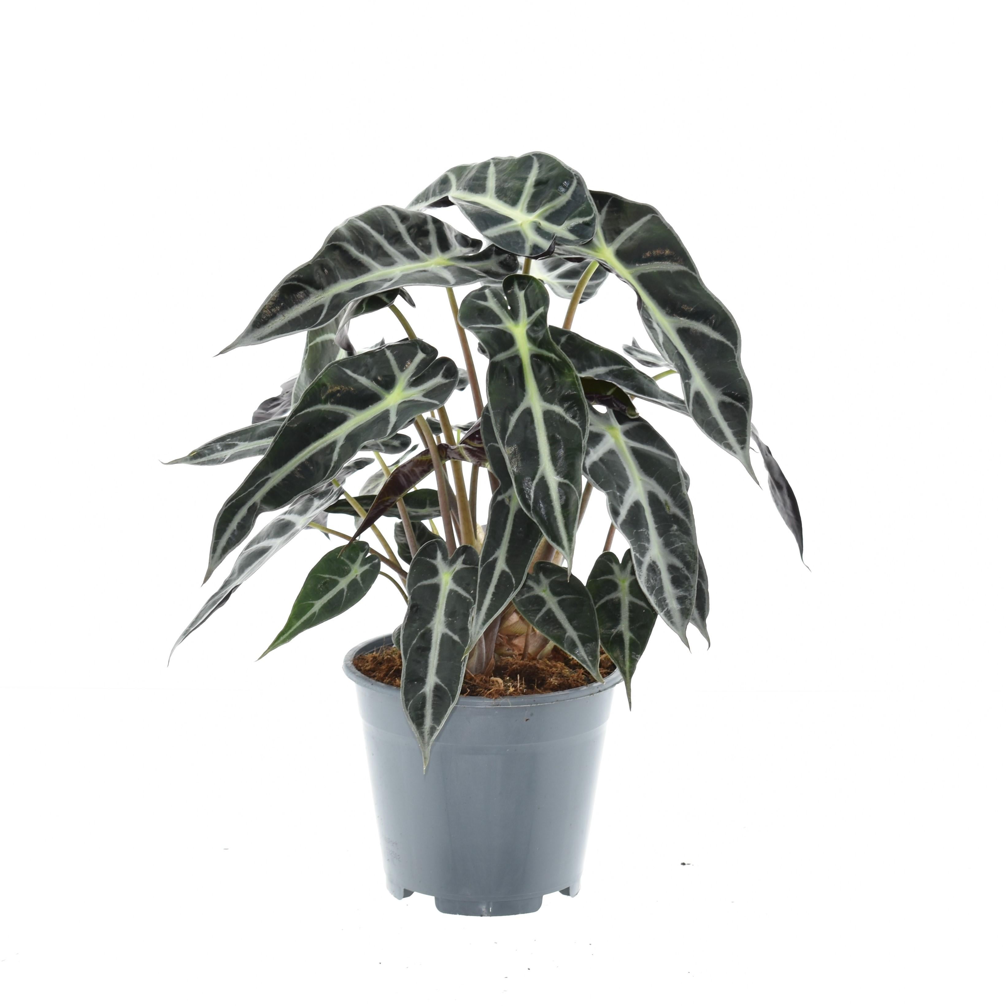 Alocasia Bambino Arrow - Elegancka roślina doniczkowa - Doniczka Ø14cm - Wysokość 40cm